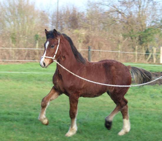 Gelding Welsh Pony (Section D), Welsh Cob For sale 2025 Bay