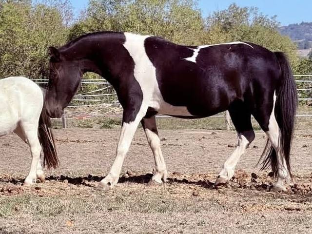 Gelding No Origin Recorded For sale 2014 Coloured