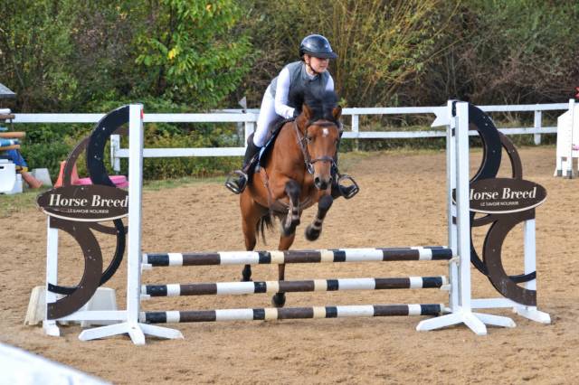 Gelding Origin Recorded For sale 2021 Bay