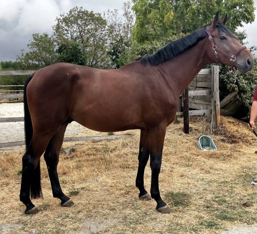 Gelding Selle Fran&ccedil;ais For sale 2022 Bay