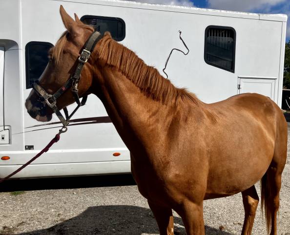 Mare French Saddle Pony For sale 2023 Chesnut