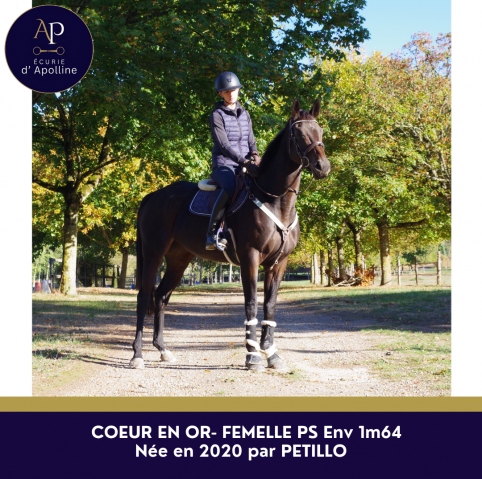 Mare Thoroughbred For sale 2019 Bay