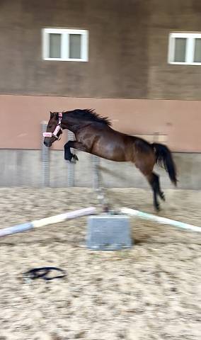 Mare No Origin Recorded For sale 2022 Dark Bay