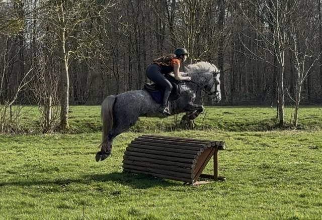 Gelding Connemara For loan 2022 Grey