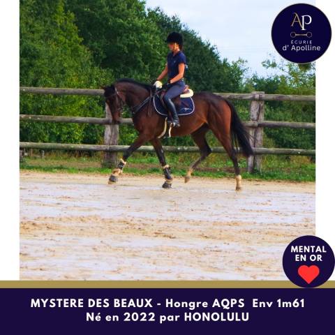 Gelding AQPS For sale 2022 Bay