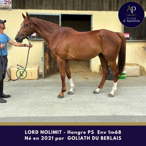 Gelding Thoroughbred For sale 2021 Chesnut