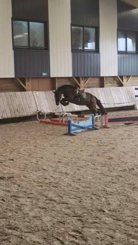 Gelding French Saddle Pony For sale 2023 Bay