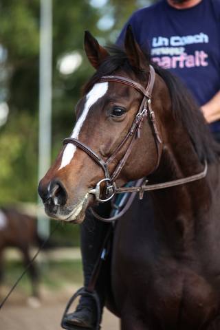 Mare Thoroughbred For sale 2022 Dark Bay