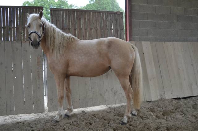 Mare AES Anglo European Studbook For sale 2021 Palomino