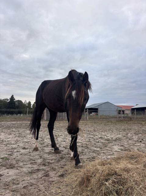 Gelding French Trotter For sale 2022 Dark Bay