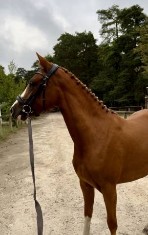 Mare French Saddle Pony For sale 2023 Chesnut