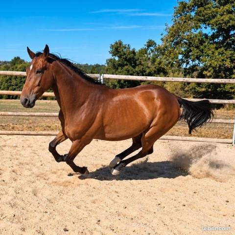 Gelding French Trotter For sale 2021 Bay