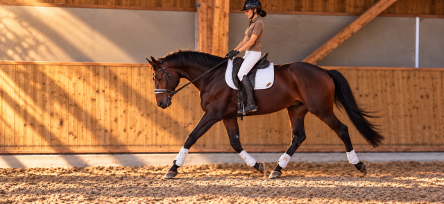 Gelding Hanoverian For sale 2017 Dark Bay