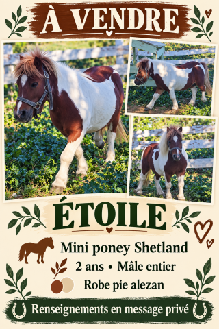Entire Shetland Pony For sale 2024 Coloured