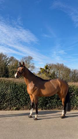 Mare BWP Belgian Warmblood For sale 2020 Bay