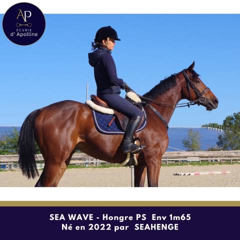 Gelding Thoroughbred For sale 2022 Bay