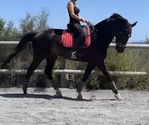 Mare sBs Belgian Warmblood For sale 2018 Black