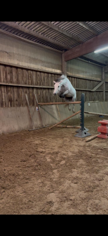 Mare French Saddle Pony For sale 2019 Grey