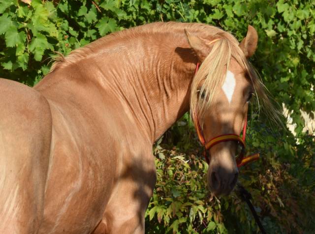 Stallion PRE Pure Spanish Bred For sale 2020 Pearl