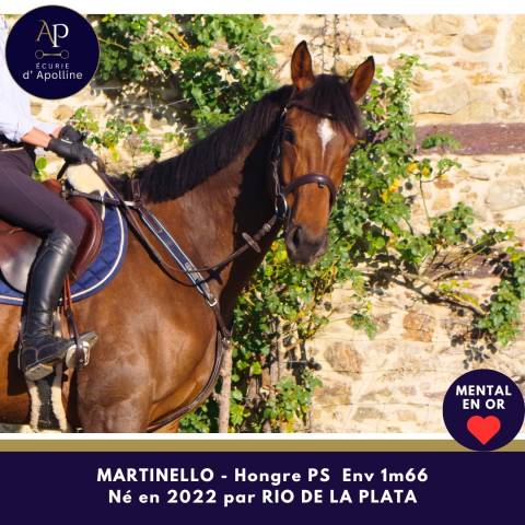 Gelding Thoroughbred For sale 2022 Bay