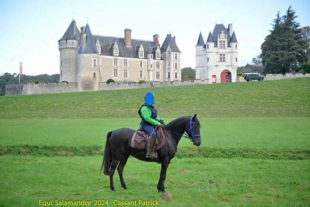 Mare No Origin Recorded For sale 2019 Dark Bay
