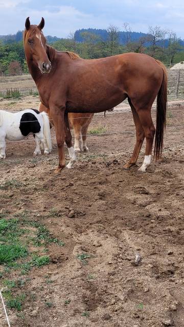Mare English Thoroughbred Free 2020 Chesnut