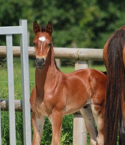 Colt Selle Fran&ccedil;ais For sale 2024 Bay
