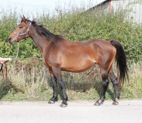 Broodmare Selle Fran&ccedil;ais For sale 2017 Bay