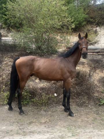 Gelding Zangersheide For sale 2019 Bay