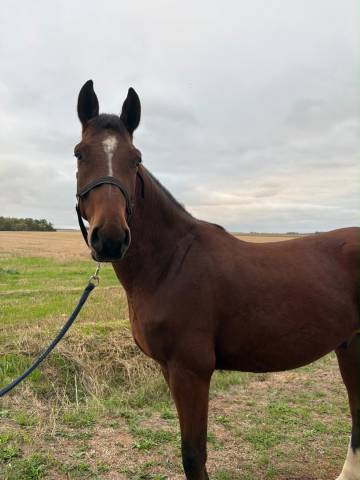 Gelding Origin Recorded For sale 2023 Bay