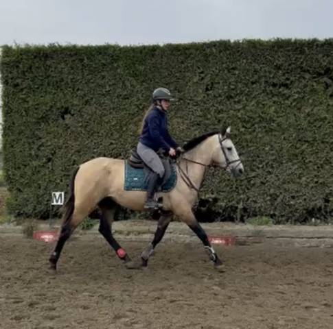 Gelding PRE Pure Spanish Bred For sale 2023 Buckskin