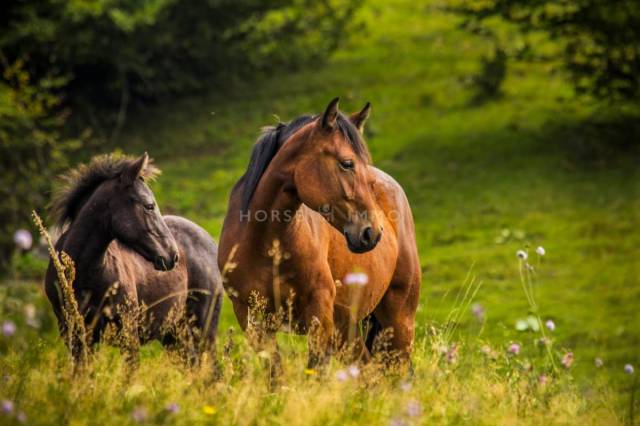 Equestrian property  Bouches-du-Rh&ocirc;ne