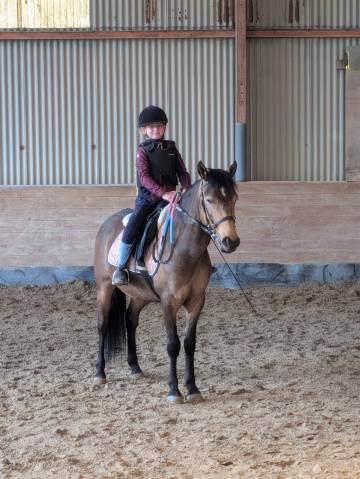 Gelding Origin Recorded Part-Livery 2021 Bay