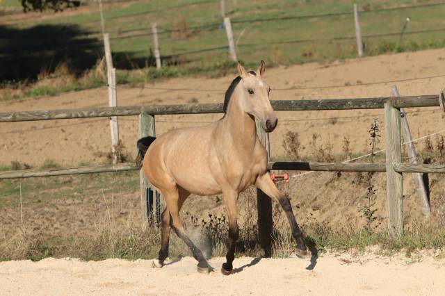 Filly Lusitano For sale 2025 Buckskin