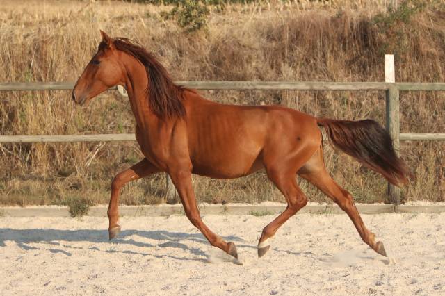 Colt PRE Pure Spanish Bred For sale 2024 Chesnut