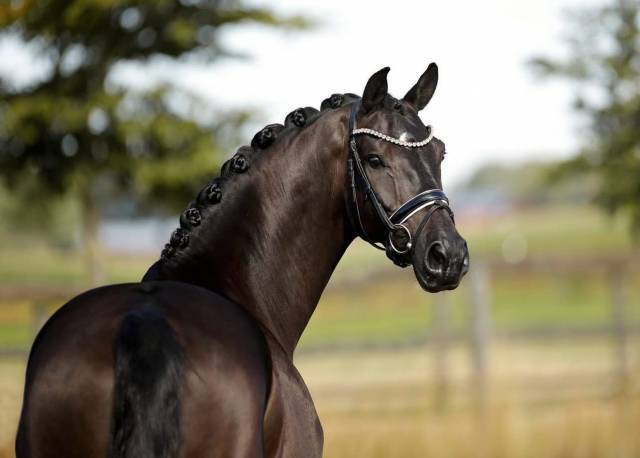 Gelding KWPN Dutch Warmblood For sale 2020 Black