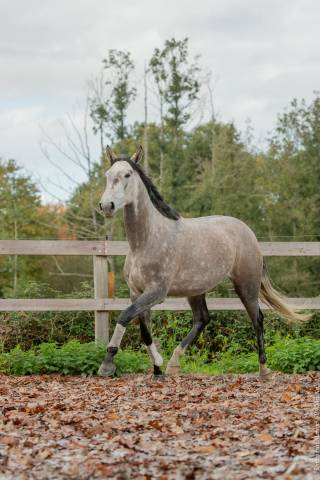 Mare Lusitano For sale 2020 Grey