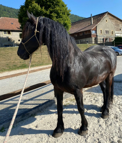 Gelding Friesian For sale 2014 Black