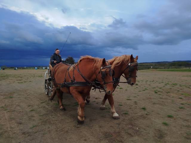 Mare Draft For sale 2023 Chesnut
