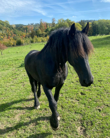 Gelding Friesian For sale 2011 Black