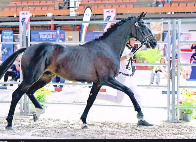Entire Oldenburg For sale 2024 Black