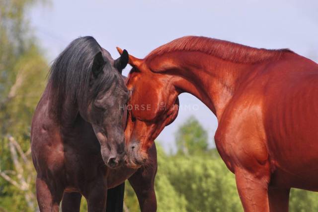 Equestrian property  H&eacute;rault