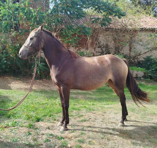 Mare Connemara For sale 2022 Black