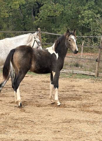 Mare French Saddle Pony For sale 2026 Coloured