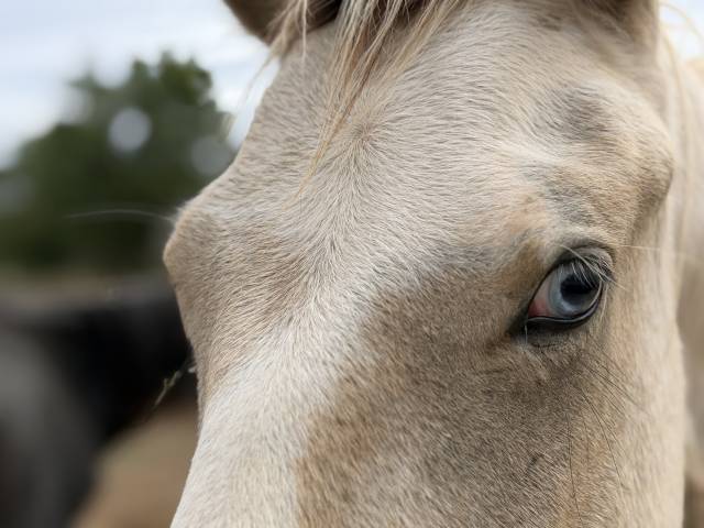 Entire French Saddle Pony For sale 2025 Coloured