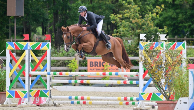 Gelding Selle Fran&ccedil;ais For sale 2020 Chesnut