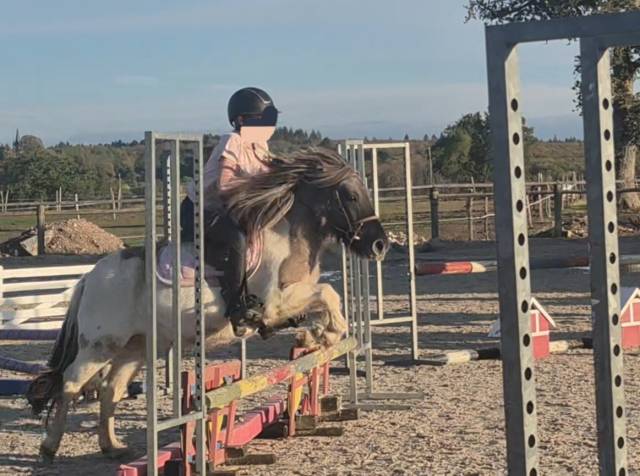 Mare Shetland Pony For sale 2023 Coloured