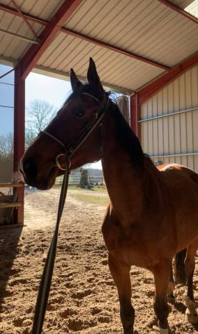 Broodmare Selle Fran&ccedil;ais For sale 2011 Bay