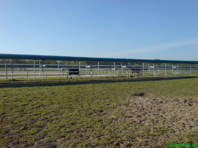 Horse Walker Telehorse.com New