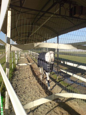 Horse Walker Telehorse.com New